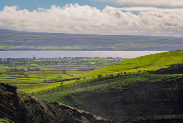 An idyllic Irish country side. Rocky cliffs, cattle, green patchwork fields, the sun reflecting off a bay, and white puffy clouds in the sky.