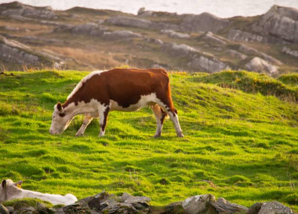 istock Lone Irish Cow at Golden Hour 1251243190