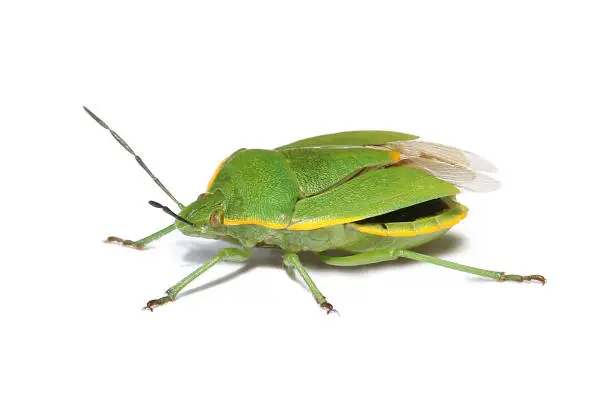 Photo of Bug Green stink bug Chinavia hilaris
