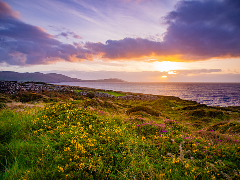 A gorgeous vibrant colorful sunset off the south west coast of Ireland somewhere in there Ring of Kerry. Bright yellow and pink wild flowers grow in the lush green grass leading to the ocean. The clouds are painted pink, purple and blue. The golden sun can be seen through the haze setting over the ocean just above the horizon.
