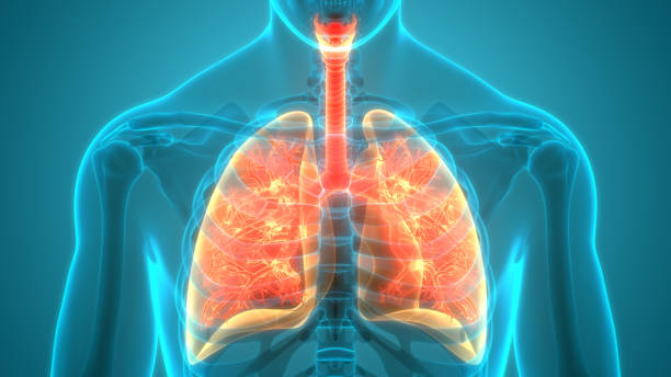 anatomia dei polmoni del sistema respiratorio umano - human lung foto e immagini stock