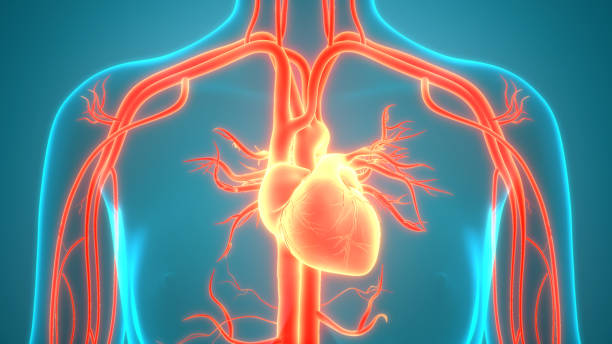 istock Human Circulatory System Heart Anatomy 1251244695