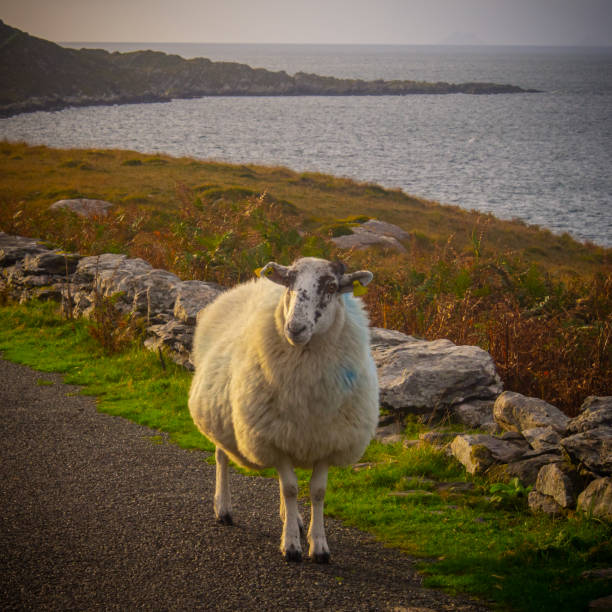 istock Golden Hour Stroll - Irish Sheep 1251244997