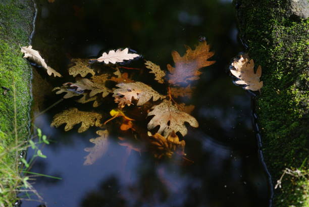 istock Oak leaves fallen in the water forming precious reflections 1251245606