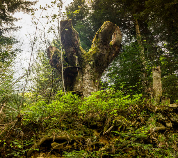 istock stump of large sawn tree 1251245695