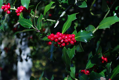 冬にその果実を持つ女性のヒイラギ。エスピノサ・デ・ロス・モンテロス(スペイン) - ストックフォト・写真素材...