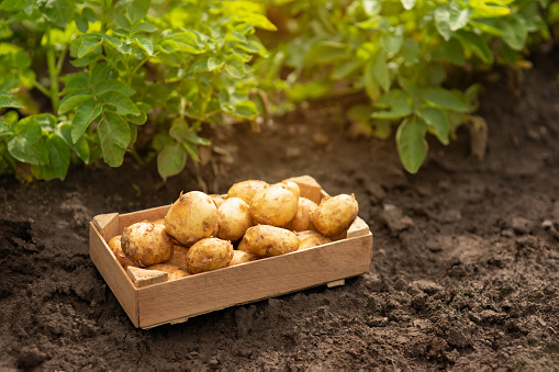 crop of potatoes in crate on the vegetable garden against a background of green plants