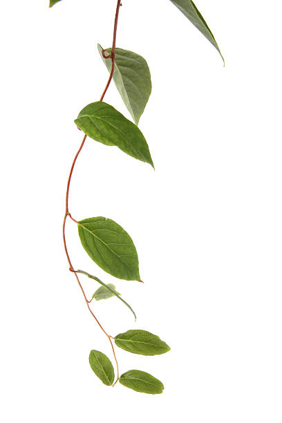 istock liana plant 125124600