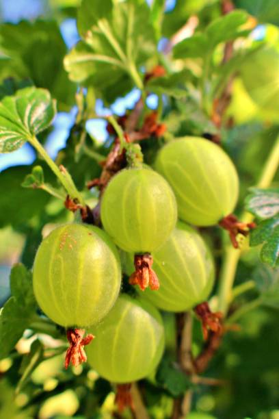 stachelbeeren - gooseberry fruit growth green stock-fotos und bilder