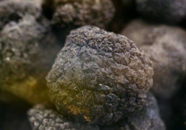 istock black and white truffle mushroom 1251247913