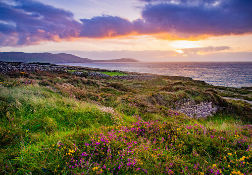 A gorgeous vibrant colorful sunset off the south west coast of Ireland somewhere in there Ring of Kerry. Bright yellow and pink wild flowers grow in the lush green grass leading to the ocean. The clouds are painted pink, purple and blue. The golden sun can be seen through the haze setting over the ocean just above the horizon.