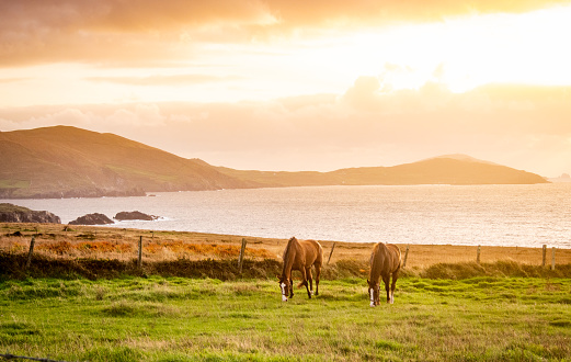 Two beautiful brown Irish Horses graze in a lush green field near a beautiful Atlantic ocean bay. The sky is light and golden as the sun sets over the horizon.