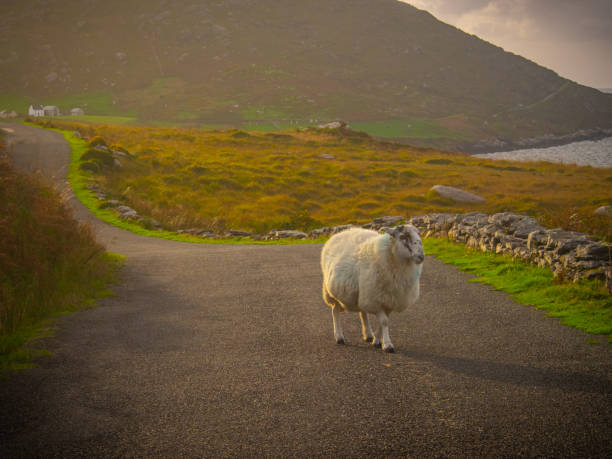 istock Golden Hour Stroll - Irish Sheep 1251248394