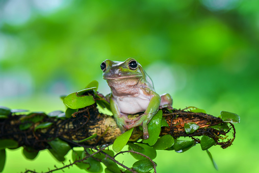 Dumpy  frog tree on twigs in tropical garden