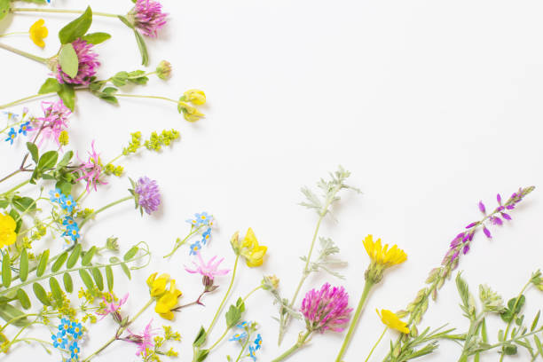istock beautiful wild flowers on white background 1251249086