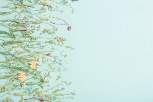 istock different  wild flowers on paper background 1251249128