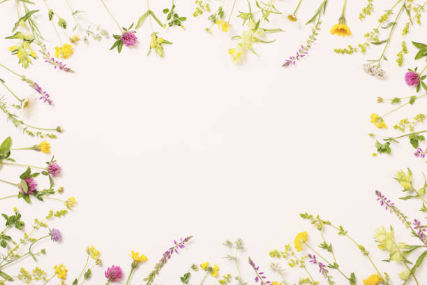 istock beautiful wild flowers on white background 1251249164