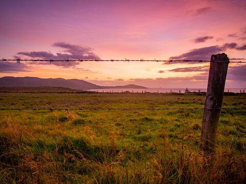 A barbed wire fence with wooden posts guards a rural Irish Field. The sky is saturated with a beautiful pink and purple light as the sun goes down. There are a few clouds in the sky, and way in the distance the ocean can be seen.