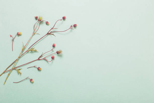 istock wild avens flowers on paper background 1251249194