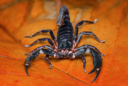 Asian  Forest scorpion on a leaf in tropical garden