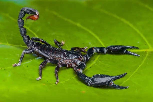 Asian  Forest scorpion on a leaf in tropical garden