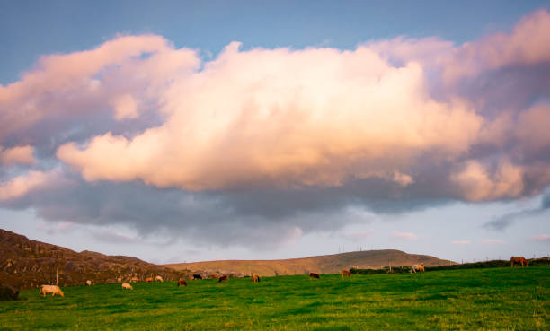 Photo of A Giant Puffy Cloud Above a Green Irish Field