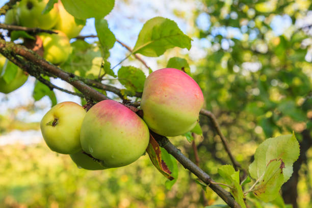 Ripe apples on a branch