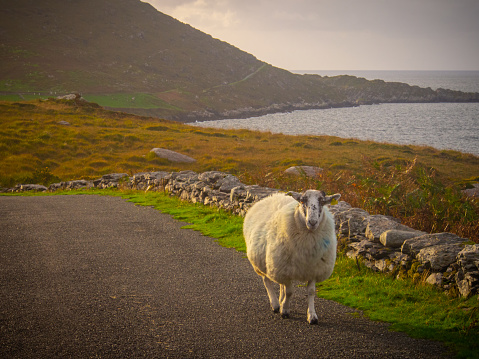 Peaceful Irish Sheep with thick coats of wool stand in the middle of a narrow Irish road. The air is hazy and golden with the late afternoon light. And the ocean can be seen in the distance.