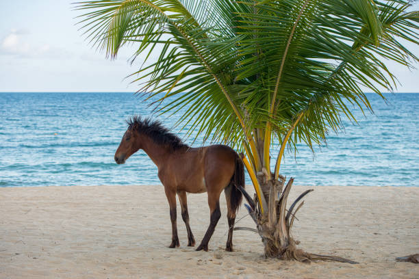 Wild Horses Playing in the Green Background