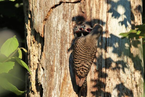 istock Female Northern Flicker (Colaptes auratus) feeding chicks in nest hole 1251250463