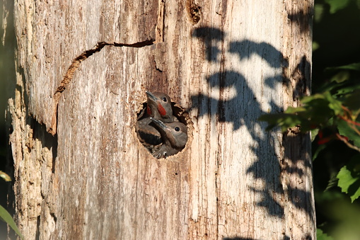 Hanging out the side of a tree, a family of three northern flicker chicks wait in their carved out nest in Burnaby, B.C., Canada