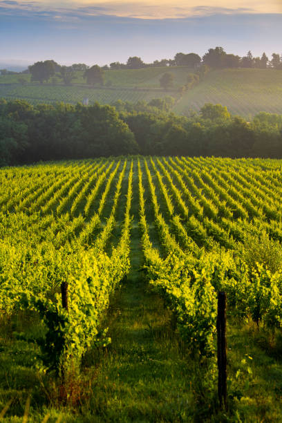 paisagem do pôr do sol, pátio de vinhos de bordeaux, langoiran, frança - vineyard - fotografias e filmes do acervo