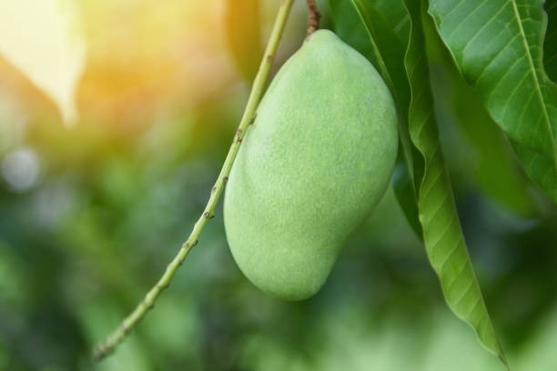 istock raw mango hanging on tree with leaf background in summer fruit garden orchard - green mango tree 1251251553
