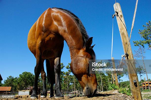 Horse Stock Photo - Download Image Now - Bay Horse, Color Image, Domestic Animals