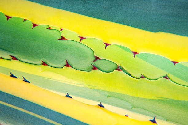 Cropped frame of green and yellow  agave plant with thorns, abstract concept tropic background.
