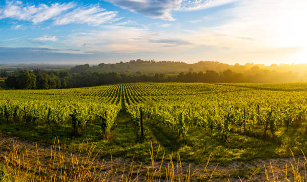 istock Sunset landscape, Bordeaux wineyard, Langoiran 1251253043