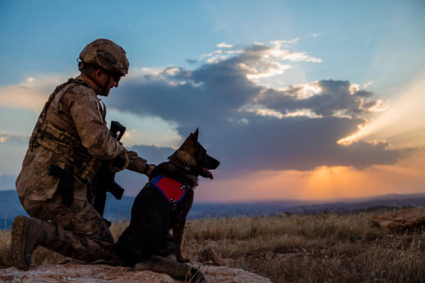 istock Army soldier with attack dog 1251254315