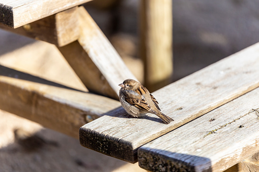 sparrow bird on wooden bench boards for sitting, sunbathing and resting