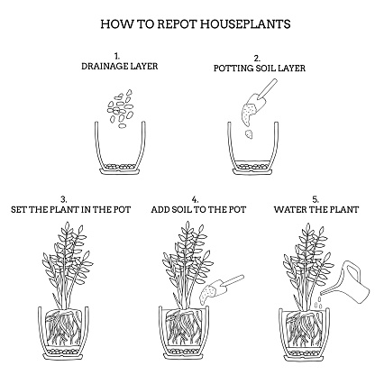 Transplanting potted flower steps. Vector instruction. How to repot a zamioculcas plant. Hand drawn black and white scheme illustration. Gardening, houseplants concept