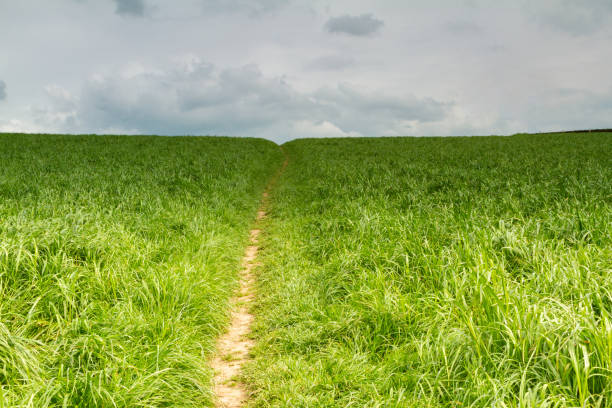 istock Path through lush green grass up a hill 1251255727