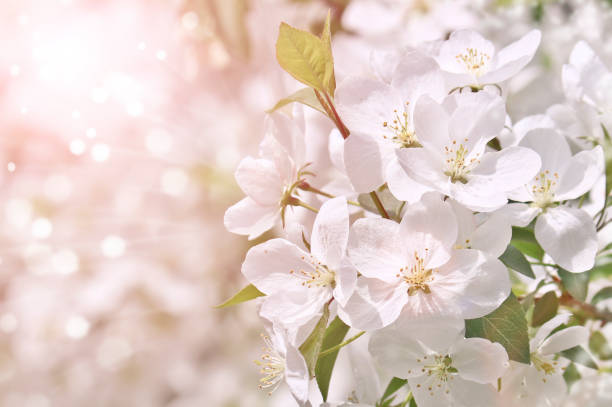 istock Selective focus. Spring background - white flowers of apple tree, blurred background. Template for design. 1251255872