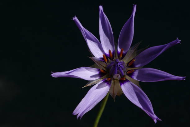 istock Blue flower of the fields, Maritime Alps 1251257133
