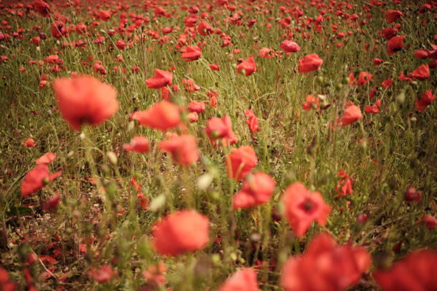 istock Poppy flowers in a meadow 1251257253