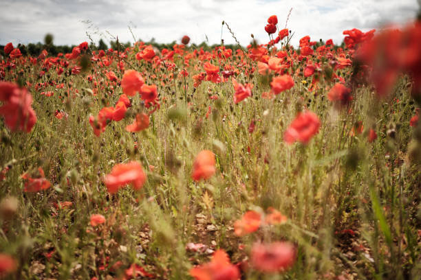 istock Poppy flowers in a meadow 1251257287