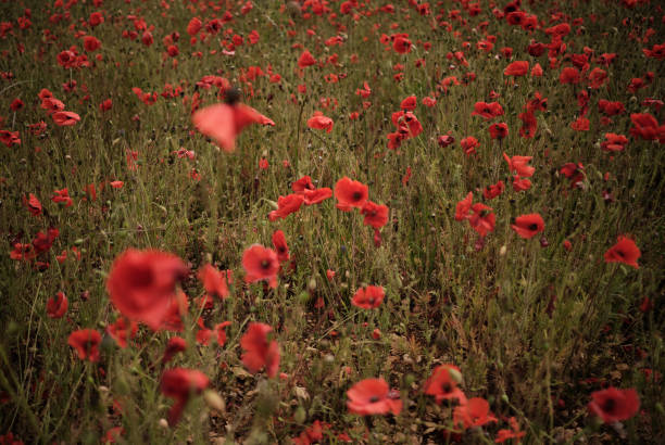 istock Poppy flowers in a meadow 1251257318