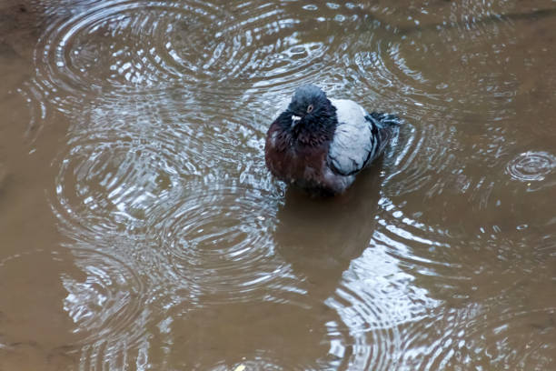a city pigeon bathes in a puddle while it rains