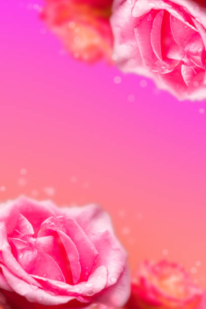 istock Pink roses colorful background, beautiful flowers 1251259521