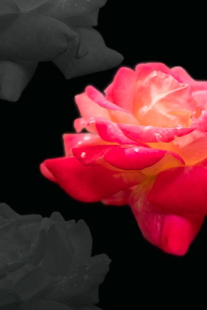 istock Bright pink rose on black background 1251259522