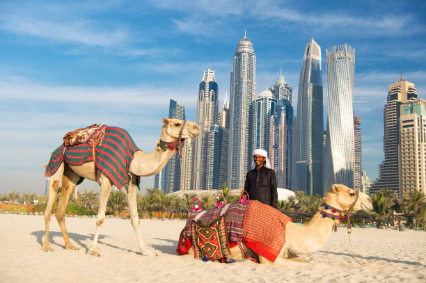 Camels on skyscrapers background at the beach DUBAI, UAE - December 26, 2017: Camels and Dubai skyscrapers background. Dubai Marina beach. UAE camels. Dubai heritage, history. Dubai skyscrapers. Camel riding. Dubai icons. arab man riding horse stock pictures, royalty-free photos & images
