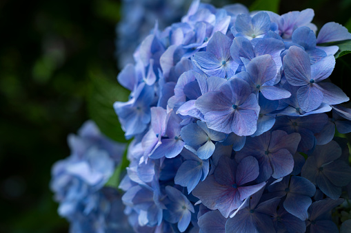 Japanese blue hydrangea close up. Japanese style image